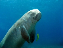 82 дня в Азии. Вьетнам - Гонконг - Филиппины. Ребенок 2,8г. -2 82 дня в Азии. Вьетнам - Гонконг - Филиппины. Ребенок 2,8г. -2