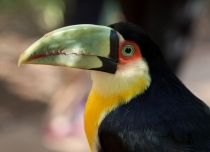 Птицы в фотографиях из путешествий