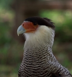 Птицы в фотографиях из путешествий
