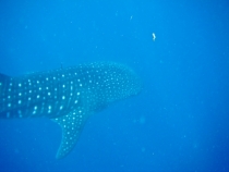 82 дня в Азии. Вьетнам - Гонконг - Филиппины. Ребенок 2,8г. -2 82 дня в Азии. Вьетнам - Гонконг - Филиппины. Ребенок 2,8г. -2