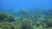 Apo Isl