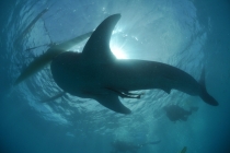 Вопрос по плану на 5 дней (Себу, Ослоб,Панглао, Бохол)