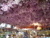 17 дней. Германия, Нидерланды, Бельгия, Франция, Италия, Австрия.