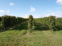 17 дней. Германия, Нидерланды, Бельгия, Франция, Италия, Австрия.