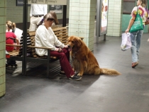 17 дней. Германия, Нидерланды, Бельгия, Франция, Италия, Австрия.