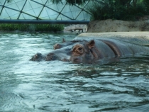 17 дней. Германия, Нидерланды, Бельгия, Франция, Италия, Австрия.