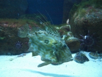 17 дней. Германия, Нидерланды, Бельгия, Франция, Италия, Австрия.