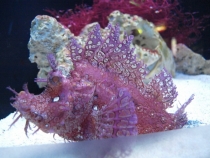 17 дней. Германия, Нидерланды, Бельгия, Франция, Италия, Австрия.