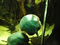 17 дней. Германия, Нидерланды, Бельгия, Франция, Италия, Австрия.