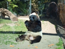 17 дней. Германия, Нидерланды, Бельгия, Франция, Италия, Австрия.