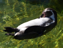 17 дней. Германия, Нидерланды, Бельгия, Франция, Италия, Австрия.