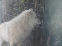 17 дней. Германия, Нидерланды, Бельгия, Франция, Италия, Австрия.