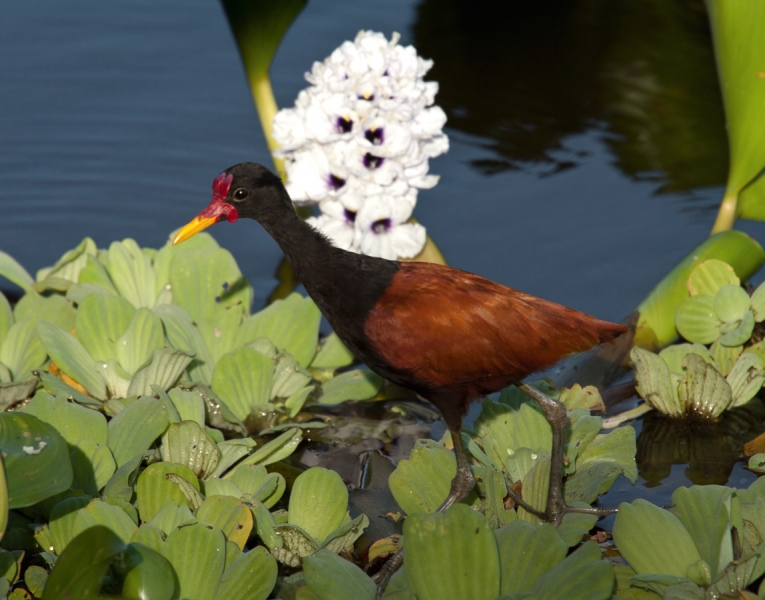 Птицы в фотографиях из путешествий