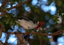 Птицы в фотографиях из путешествий