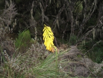 Нежность и красота: цветочки-ягодки в фотографиях