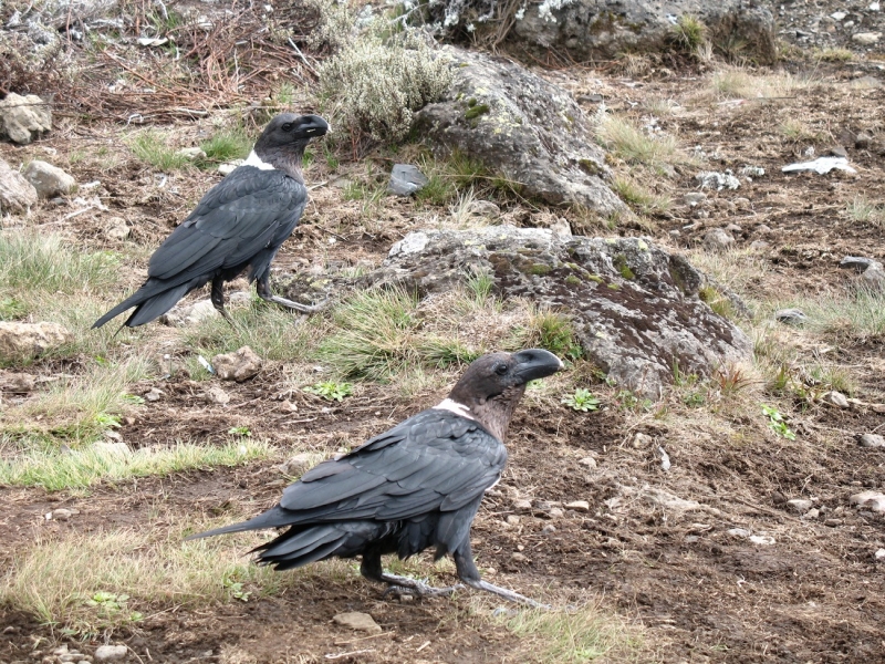Птицы в фотографиях из путешествий
