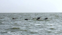 Hippos