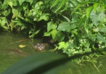 Письма с Острова Борнео. Из серии Путешествия Чайников.