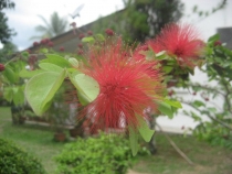 Письма с Острова Борнео. Из серии Путешествия Чайников.