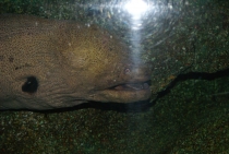 Bangkok, Phukhet, Phi Phi, Krabi, ноябрь-декабрь 2011