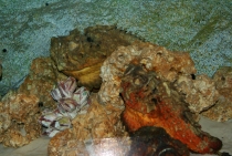 Bangkok, Phukhet, Phi Phi, Krabi, ноябрь-декабрь 2011