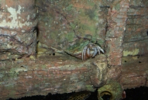 Bangkok, Phukhet, Phi Phi, Krabi, ноябрь-декабрь 2011