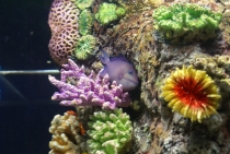 Bangkok, Phukhet, Phi Phi, Krabi, ноябрь-декабрь 2011