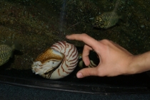 Bangkok, Phukhet, Phi Phi, Krabi, ноябрь-декабрь 2011