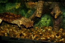 Bangkok, Phukhet, Phi Phi, Krabi, ноябрь-декабрь 2011