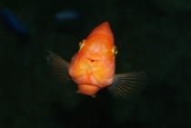 Bangkok, Phukhet, Phi Phi, Krabi, ноябрь-декабрь 2011