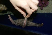 Bangkok, Phukhet, Phi Phi, Krabi, ноябрь-декабрь 2011