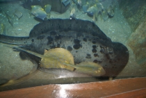 Bangkok, Phukhet, Phi Phi, Krabi, ноябрь-декабрь 2011