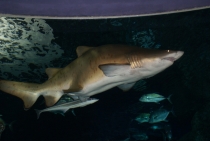 Bangkok, Phukhet, Phi Phi, Krabi, ноябрь-декабрь 2011