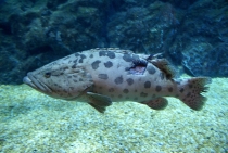 Bangkok, Phukhet, Phi Phi, Krabi, ноябрь-декабрь 2011