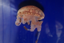 Bangkok, Phukhet, Phi Phi, Krabi, ноябрь-декабрь 2011