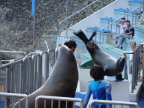 Ocean Park (Hong Kong) & Fisherman’s Wharf (Macao) вопро