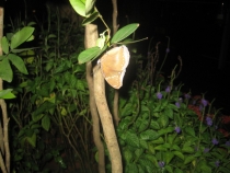 Бали и Гили в марте 2012 – 11 дней. Маршрут, цены, впечатления