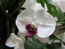 Бали и Гили в марте 2012 – 11 дней. Маршрут, цены, впечатления