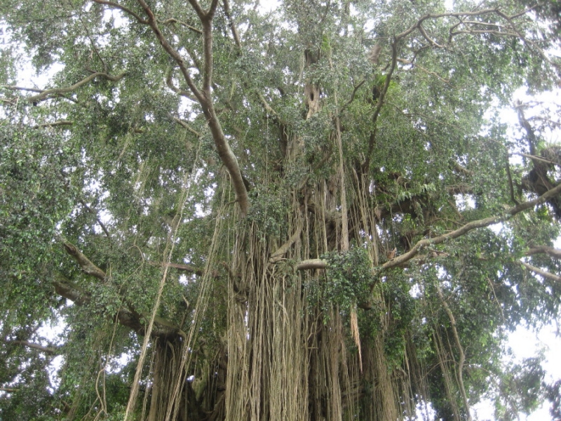 Бали и Гили в марте 2012 – 11 дней. Маршрут, цены, впечатления