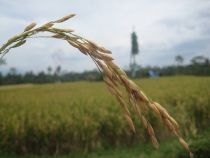 Бали и Гили в марте 2012 – 11 дней. Маршрут, цены, впечатления