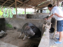 Бали и Гили в марте 2012 – 11 дней. Маршрут, цены, впечатления