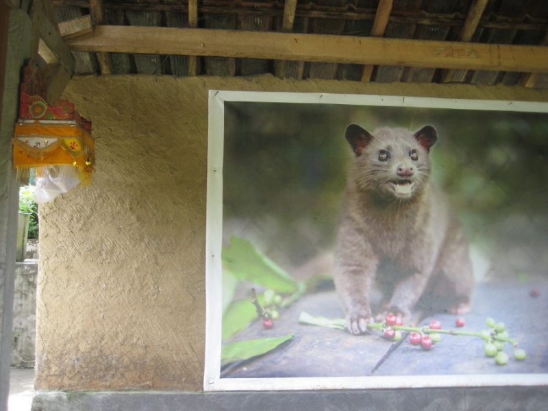 Бали и Гили в марте 2012 – 11 дней. Маршрут, цены, впечатления