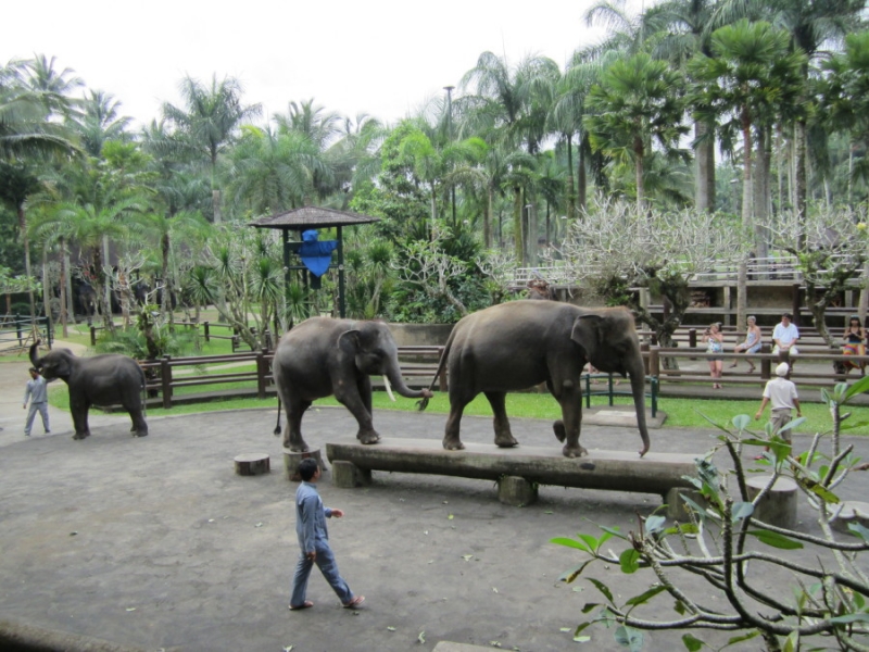 Бали и Гили в марте 2012 – 11 дней. Маршрут, цены, впечатления