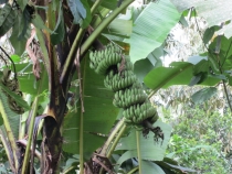 Бали и Гили в марте 2012 – 11 дней. Маршрут, цены, впечатления