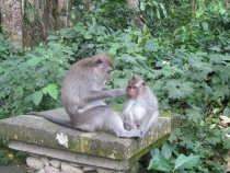 Бали и Гили в марте 2012 – 11 дней. Маршрут, цены, впечатления