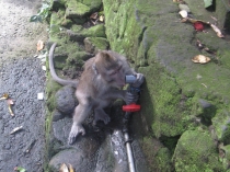 Бали и Гили в марте 2012 – 11 дней. Маршрут, цены, впечатления