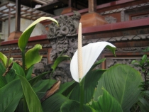 Бали и Гили в марте 2012 – 11 дней. Маршрут, цены, впечатления