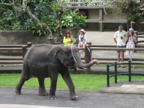 Бали и Гили в марте 2012 – 11 дней. Маршрут, цены, впечатления