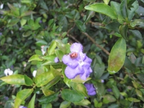 Бали и Гили в марте 2012 – 11 дней. Маршрут, цены, впечатления