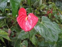 Бали и Гили в марте 2012 – 11 дней. Маршрут, цены, впечатления